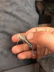 Circotettix undulatus