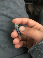 Circotettix undulatus