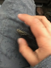 Circotettix undulatus