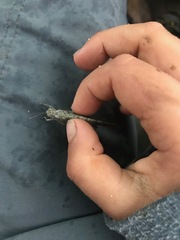 Circotettix undulatus