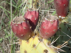 Opuntia × vaseyi