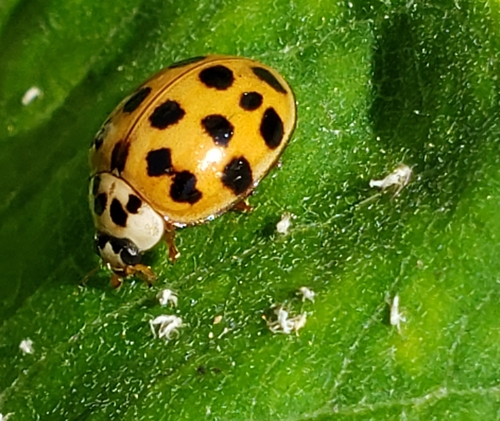 Asian Lady Beetle photographed in Arkansas