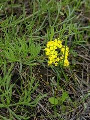 Lomatium caruifolium