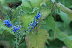 (c) Thibaud Aronson, some rights reserved (CC BY-SA) Salvia macrophylla, photograph (c) Thibaud Aronson, some rights reserved (CC BY-SA)