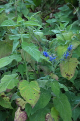 (c) Thibaud Aronson, some rights reserved (CC BY-SA) Salvia macrophylla, photograph (c) Thibaud Aronson, some rights reserved (CC BY-SA)