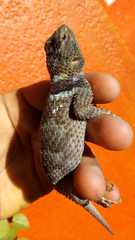 Sceloporus serrifer