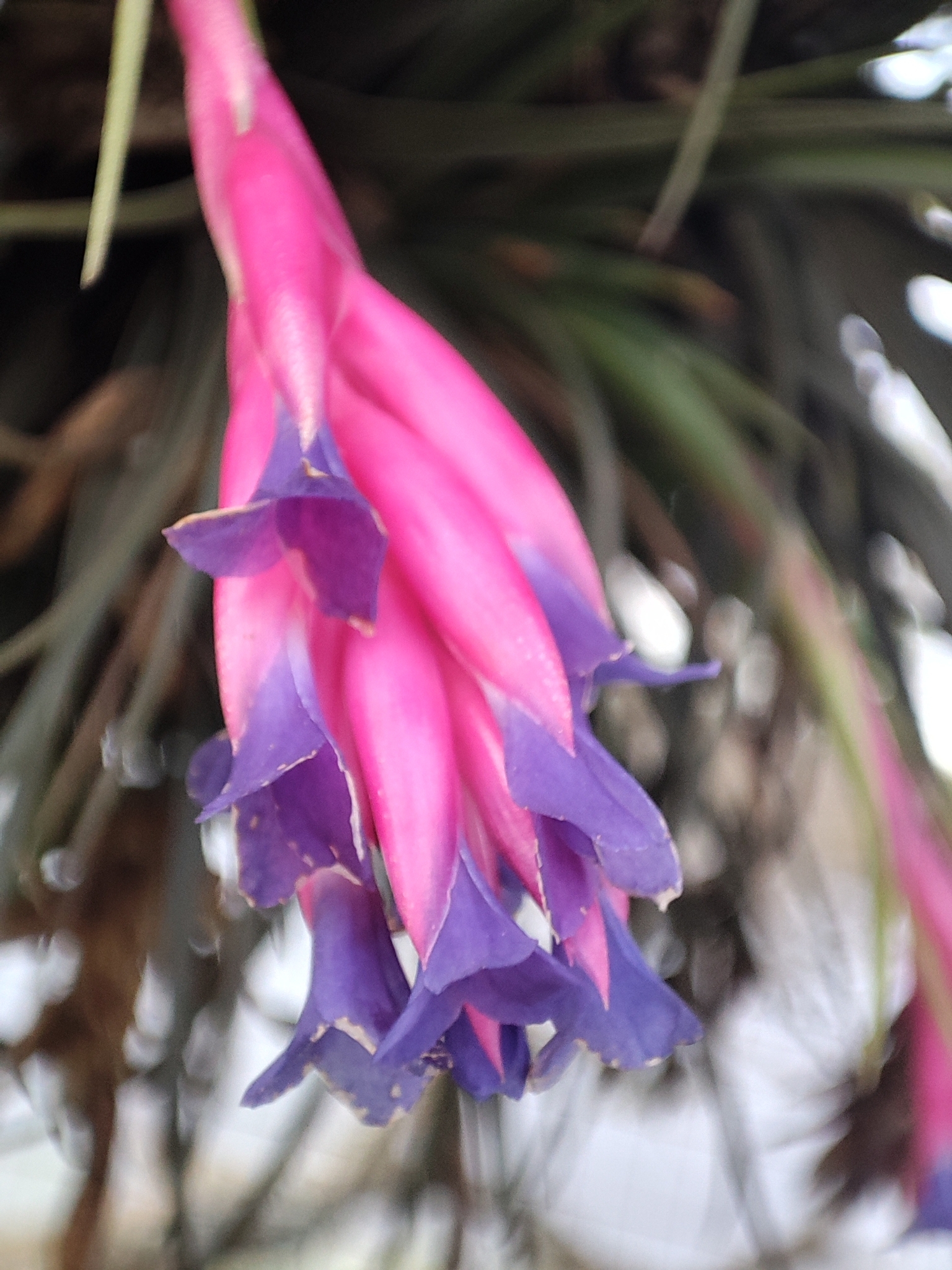 Tillandsia aeranthos