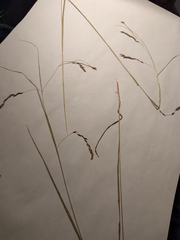 Carex debilis debilis