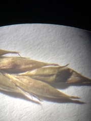 Carex debilis debilis