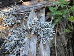 Hypogymnia lugubris