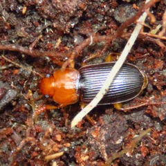 Amphasia interstitialis