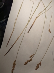 Carex prairea