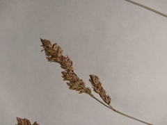 Carex prairea