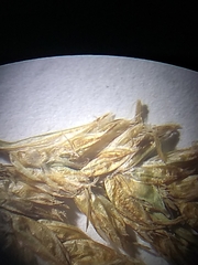Carex prairea