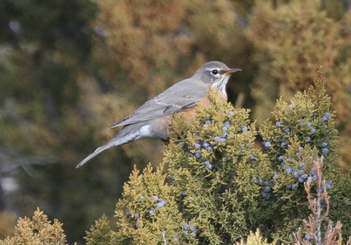 American Robin photographed in New Mexico