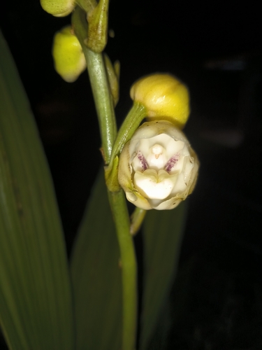 Peristeria elata, photograph 2
