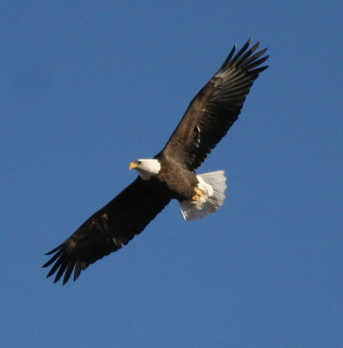 Bald Eagle photographed in New Mexico
