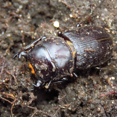 Dorcus parallelus
