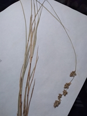 Carex prairea