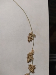 Carex prairea
