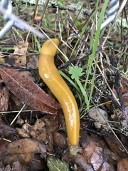 Ariolimax californicus