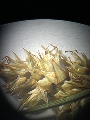 Carex prairea