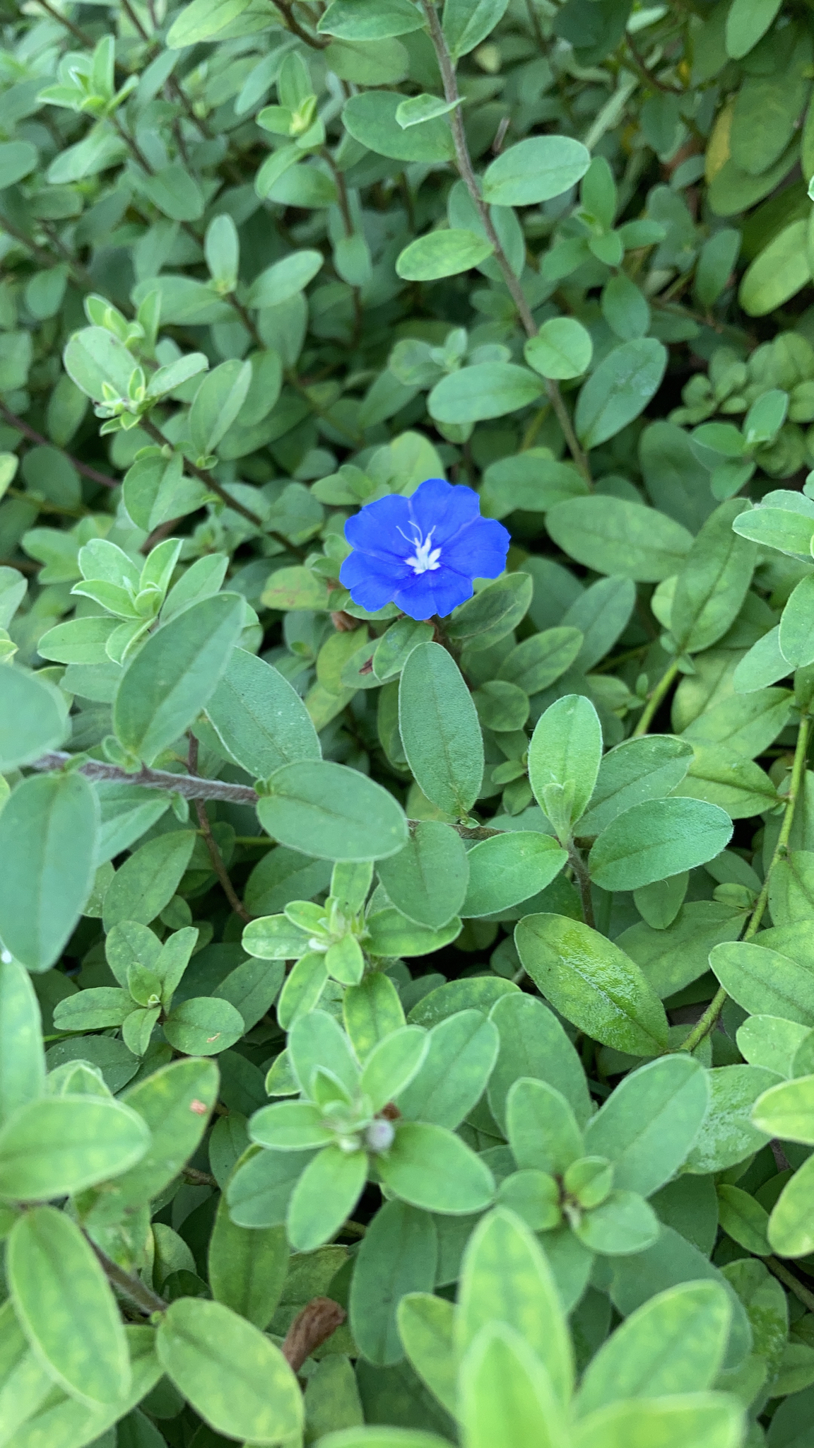 Evolvulus alsinoides — ảnh 3