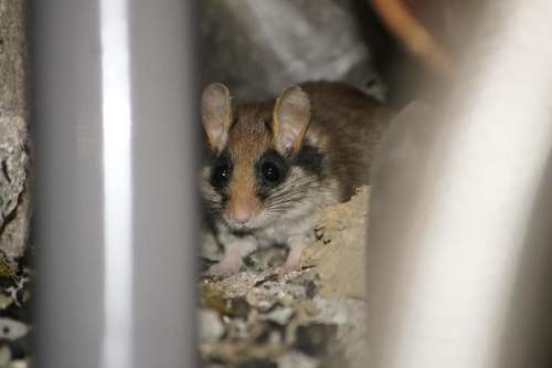 Eliomys quercinus