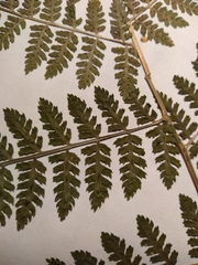 Dryopteris intermedia