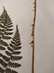 Dryopteris intermedia
