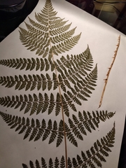 Dryopteris intermedia