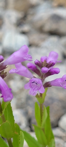 Physostegia parviflora, photograph 6
