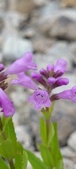 Physostegia parviflora, photograph author not stated, no rights reserved