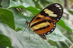 Hypothyris ninonia daeta