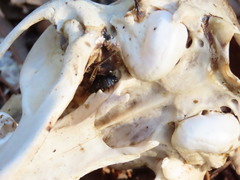 Necrophila americana