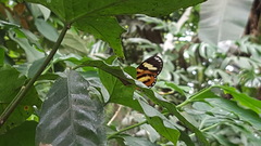 Hypothyris ninonia daeta