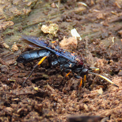 Ichneumon centrator