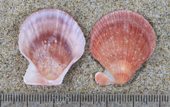 Talochlamys
