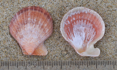 Talochlamys