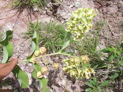 Asclepias lynchiana