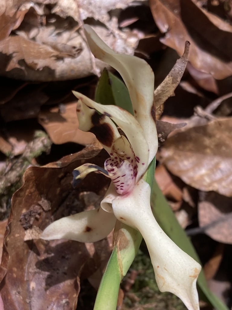 Maxillaria cedralensis