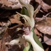 Maxillaria cedralensis - Photo (c) er-birds, some rights reserved (CC BY), uploaded by er-birds