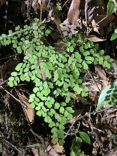 Adiantum andicola image