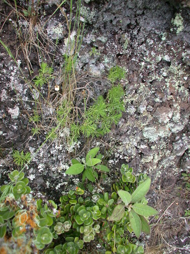 Tetramolopium filiforme observed 2004-05-18