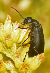 Epicauta cinerea-group