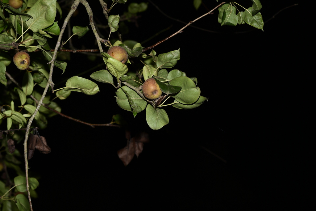 serrulate pear