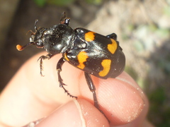Nicrophorus carolina