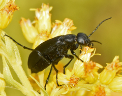 Epicauta cinerea-group