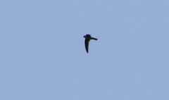 Aerodramus terraereginae