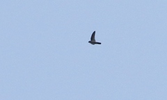 Aerodramus terraereginae